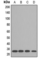Anti-RPL10A Antibody