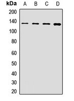 Anti-POLR2B Antibody