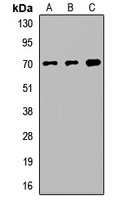 Anti-FXR1 Antibody