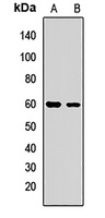 METAP2 antibody