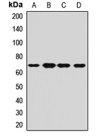 Anti-CPSF6 Antibody