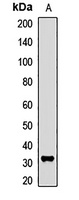 Anti-THOC4 Antibody
