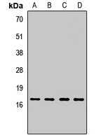 MAGOH antibody