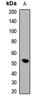 Anti-PABPN1 Antibody