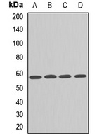 PRPF4 antibody