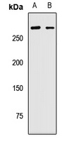 Anti-PRPF8 Antibody