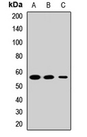 Anti-PTBP2 Antibody