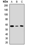 Anti-hnRNP I Antibody