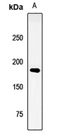 LRP6 antibody