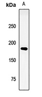 Anti-LRP6 Antibody