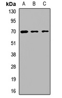 Anti-BS69 Antibody