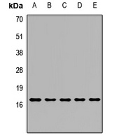 Anti-Peroxiredoxin 5 Antibody