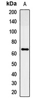 Anti-PTP IA-2 Antibody