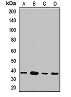 NRBF2 antibody