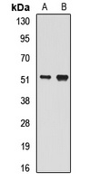 Anti-BLMH Antibody