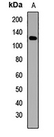 Anti-GABBR2 Antibody