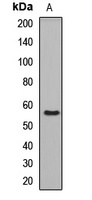 Anti-RGS7 Antibody