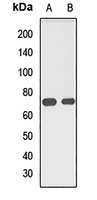 Anti-MUS81 Antibody