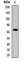 Anti-Collagen 10 alpha 1 Antibody