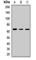Anti-CRY2 Antibody