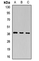Anti-PEG1 Antibody