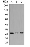 Anti-Cyclophilin D Antibody