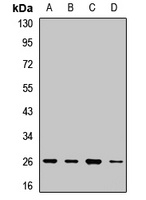 NAA10 antibody