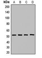 Anti-COPS2 Antibody