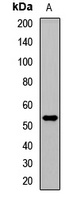 Anti-TRAF4 Antibody