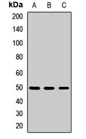 LILRB4 antibody