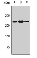 THADA antibody