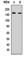 REST antibody