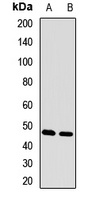 FOXN2 antibody