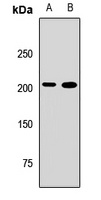 PHIP antibody