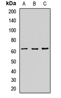 PRKAA2 antibody