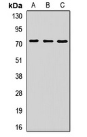 ZNF264 antibody