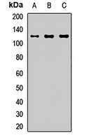 Anti-CARD10 Antibody
