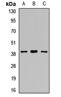 Anti-SIRT6 Antibody