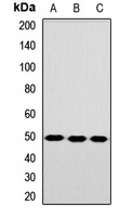 Anti-TEAD3 Antibody