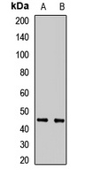 POC1A antibody