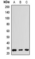 Anti-THAP1 Antibody