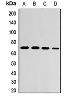 ZNF169 antibody