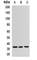 ZNF346 antibody