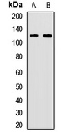 Anti-UBA6 Antibody
