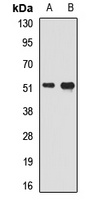 Anti-SMAD9 Antibody