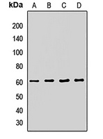 Anti-ATG14 Antibody