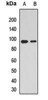 Anti-Dishevelled 2 Antibody