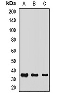 Anti-COSMC Antibody