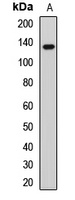 Anti-TTBK2 Antibody