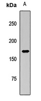 Anti-DOT1L Antibody